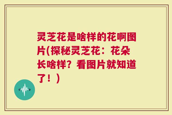 灵芝花是啥样的花啊图片(探秘灵芝花：花朵长啥样？看图片就知道了！)